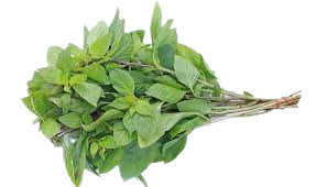 Basil 100G