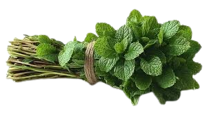 Mint Bunch